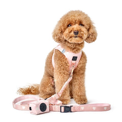 Collection image for: Collars & Leashes
