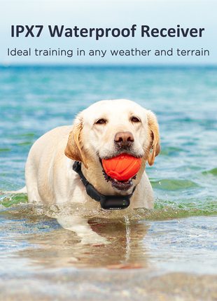 Patpet Premium Dog Collar