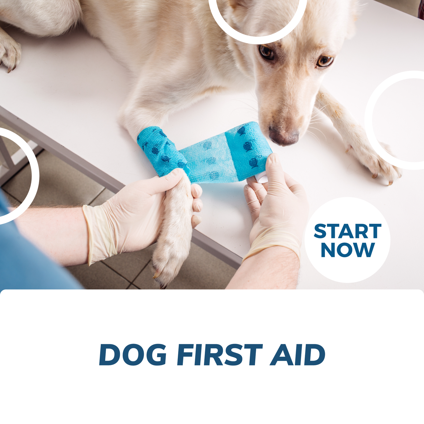 Dog First Aid Online Certificate Course