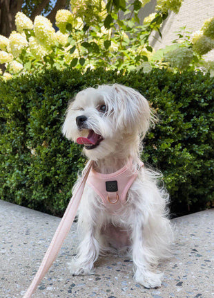 City Dog Leash - Blush