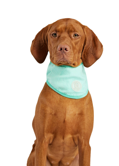 ICE BAND - Dog Cooling Bandana - Aqua