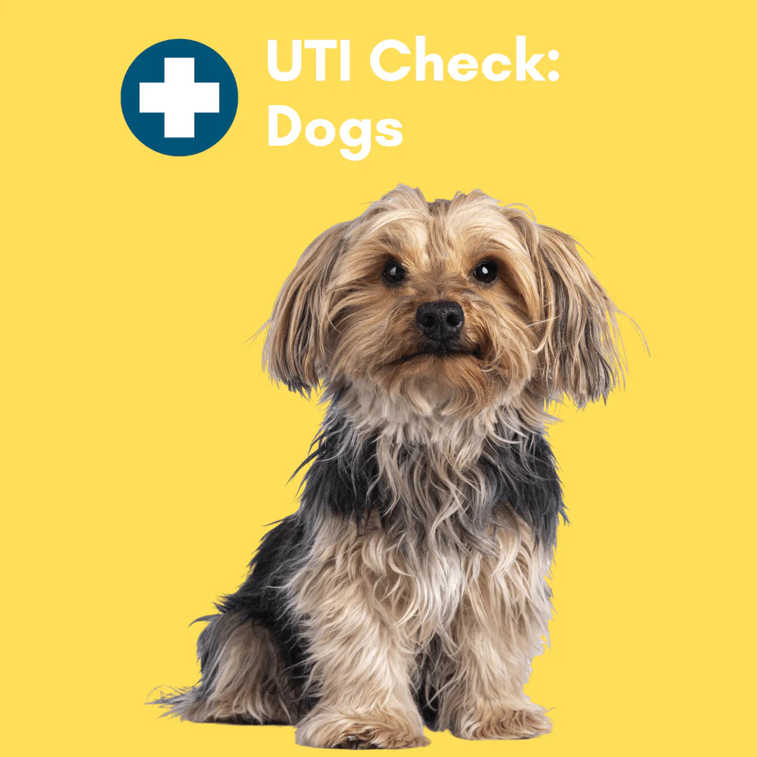 Urinary Tract Infection BioScreen & Culture for Dogs: At-Home Testing