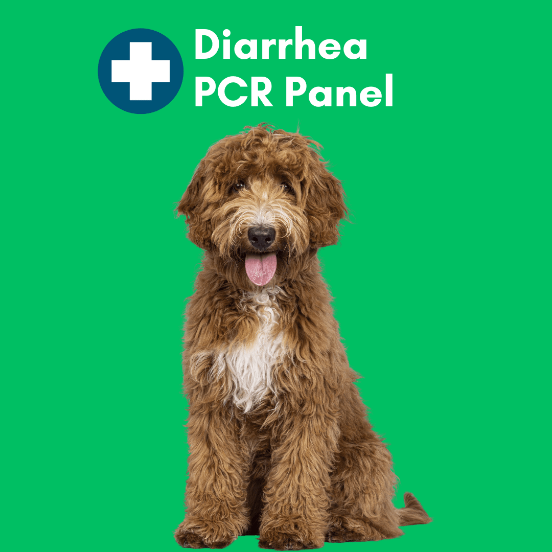Diarrhea Check Mail-In Test for Dogs (PCR): At-Home Testing