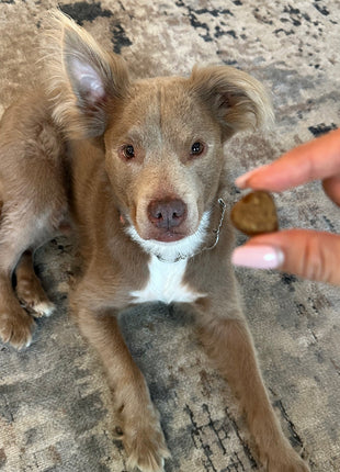 Allergy & Immune Chews (90 Chews)