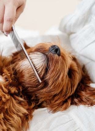 Everyday Comb