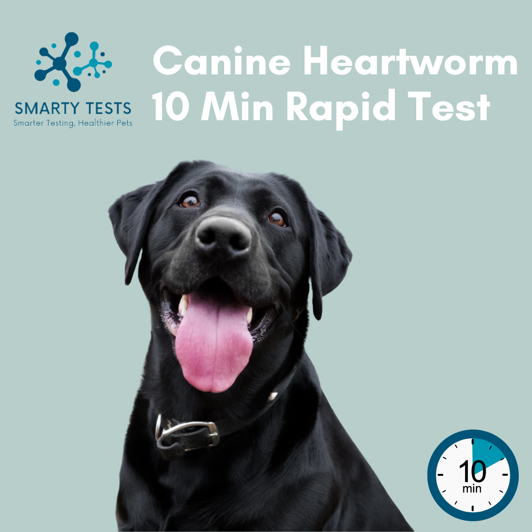 Canine Heartworm 10-Minute Rapid Test: At-Home Testing
