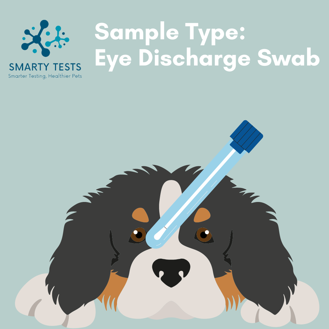 Respiratory Infection Screen for Dogs 10-Minute Rapid Test (Dog Coughing Test): At-Home Testing