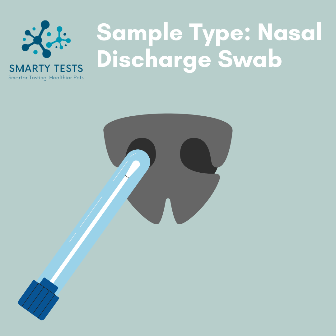 Canine Influenza Virus (Dog Flu) 10-Minute Rapid Test: At-Home Testing