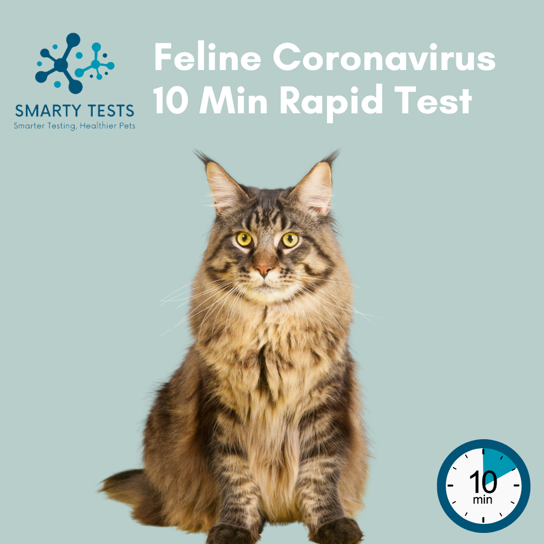 Feline Coronavirus 10 Minute Rapid Test: At-Home Testing