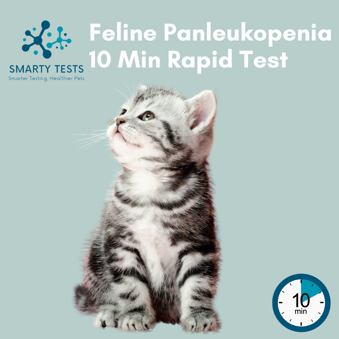 Feline Panleukopenia 10 Minute Rapid Test: At-Home Testing