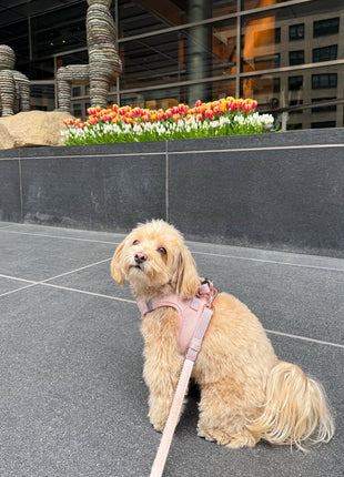 City Dog Leash - Blush