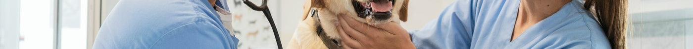 Top Pet Wellness Plans: Your Guide to Keeping Pets Healthy
