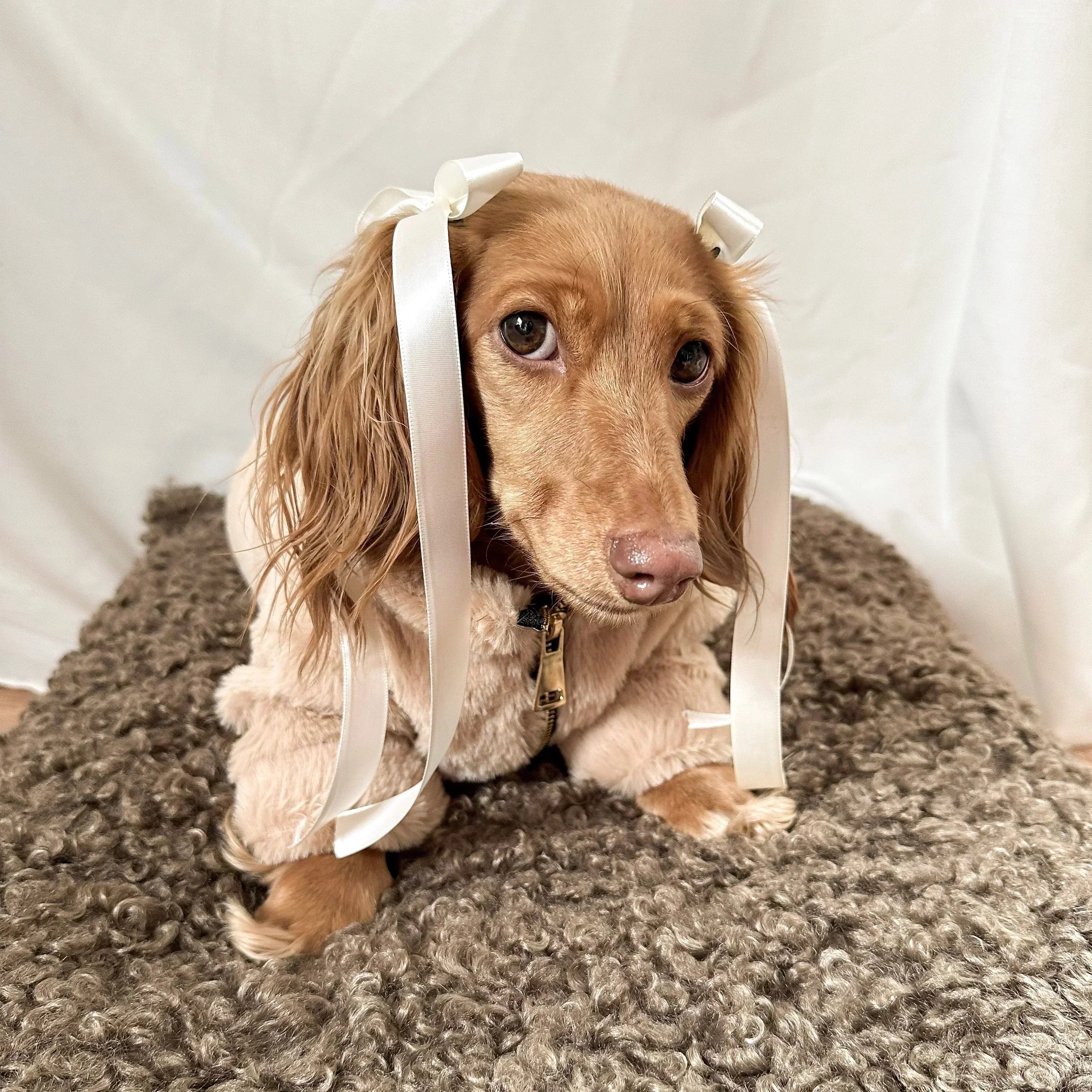 4 Pet Trends to Watch Out for in 2026