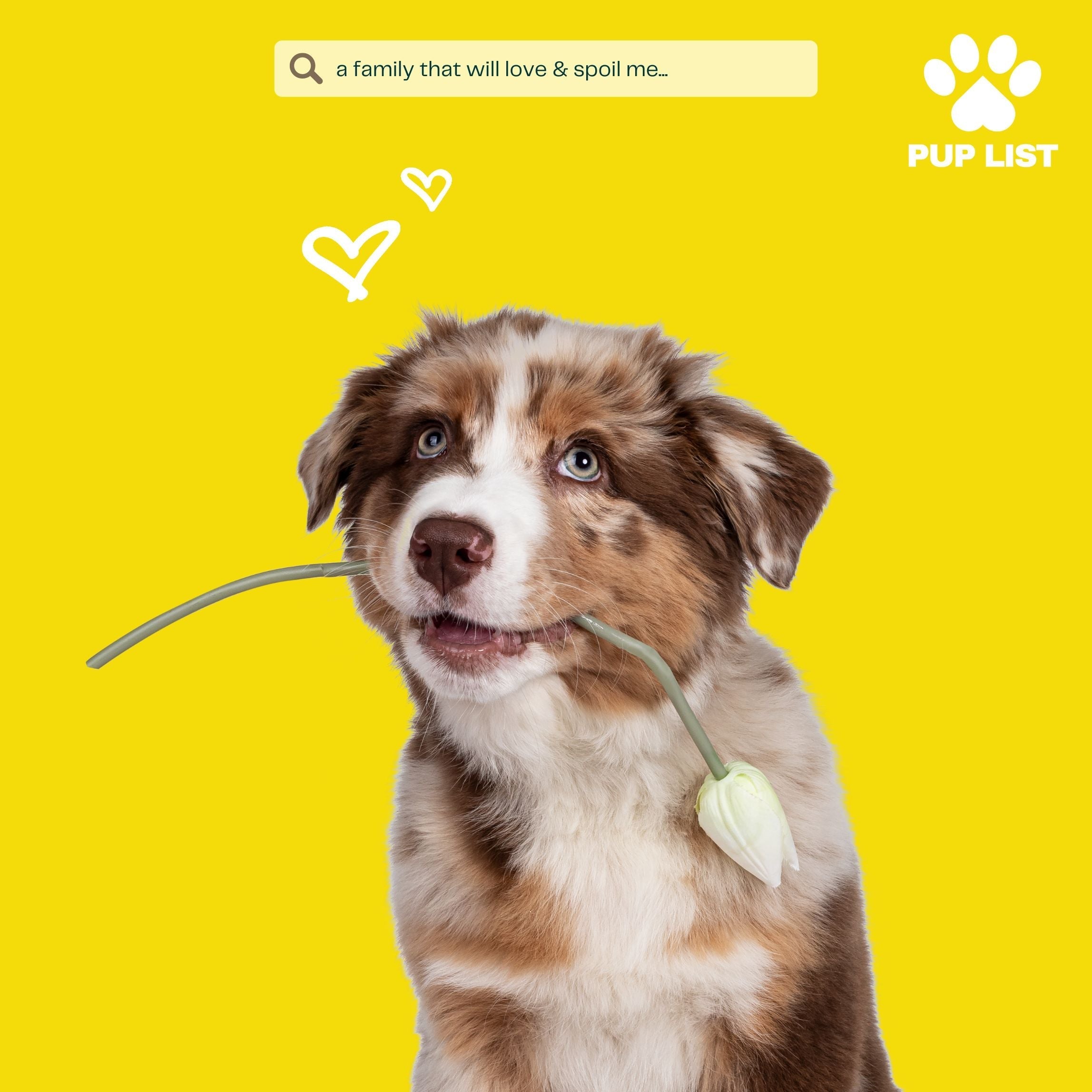 Pup-Custody: Co-Parenting Your Dog After a Breakup