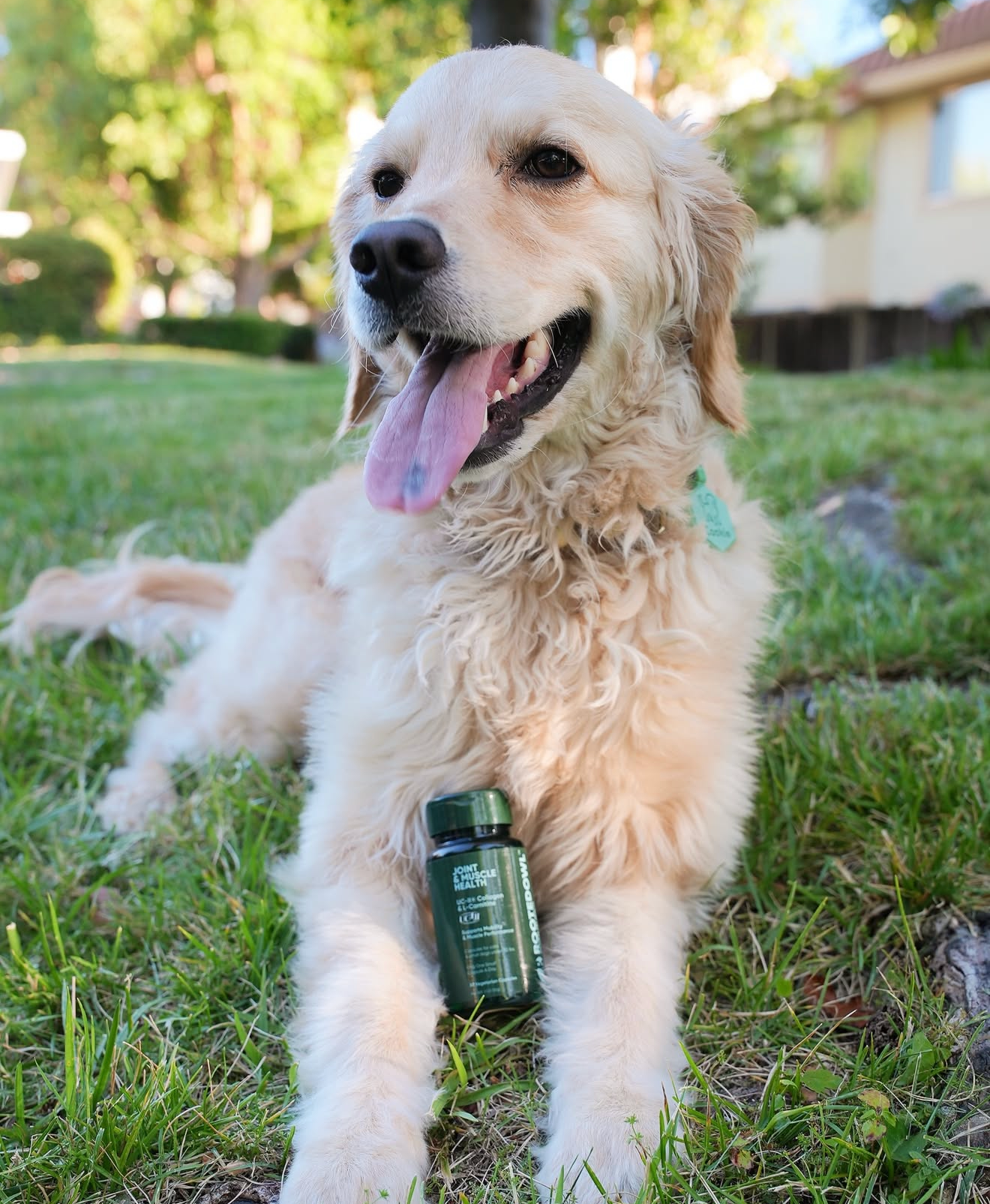 The Perfect Rooted Owl Pet Supplements for Your Pup