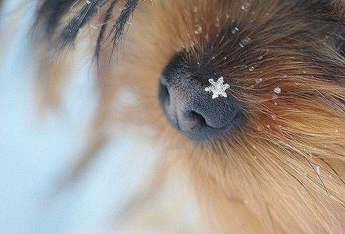 The Ultimate Winter Gift Guide for Your Furry Friend
