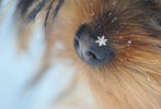 The Ultimate Winter Gift Guide for Your Furry Friend