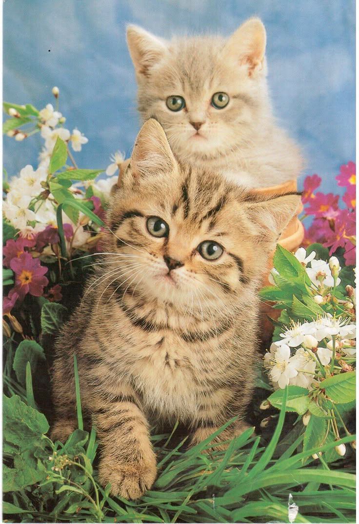 Keep Your Indoor Cat Happy This Spring with Puplist