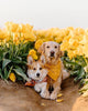 Spring Pet Wellness: Your Complete Seasonal Health Checklist for Cats & Dogs