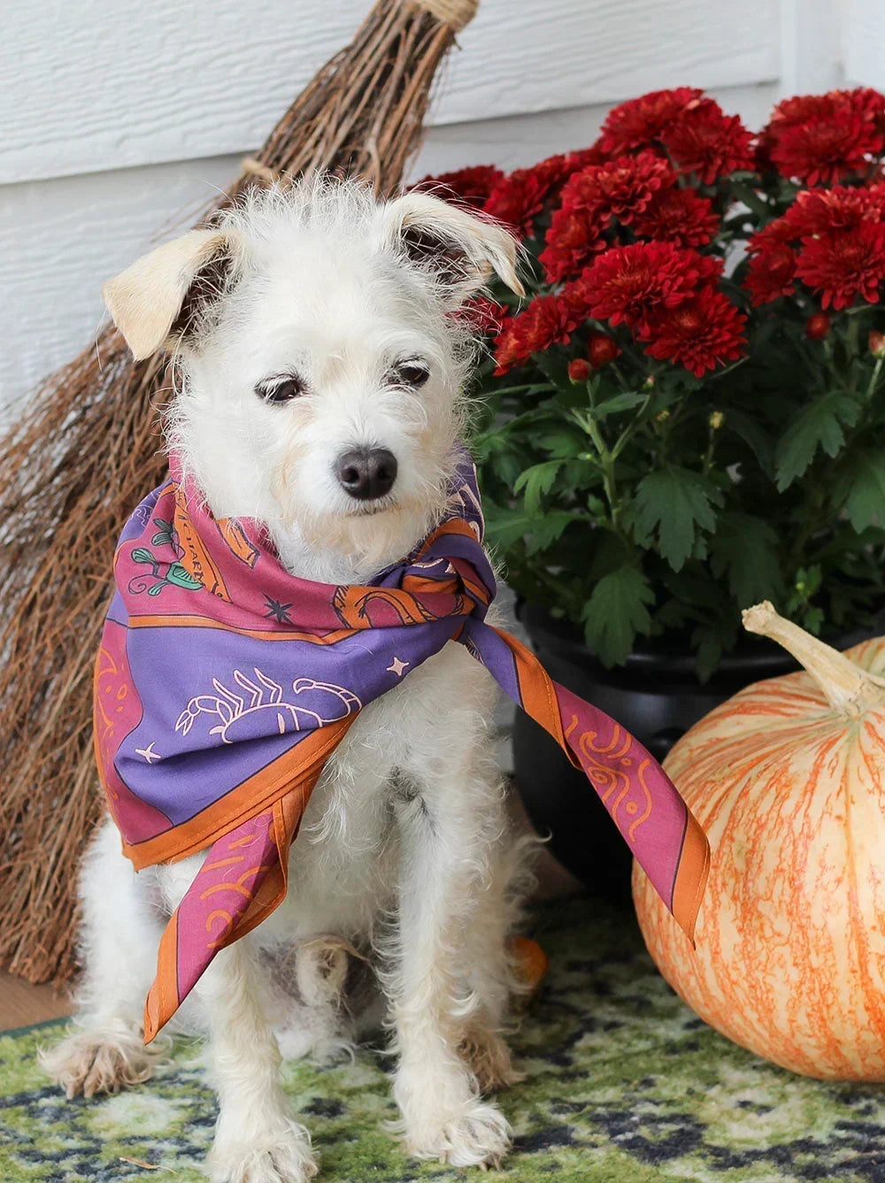 Keep Your Pup Safe This Autumn: Essential Tips for Fall Season