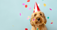 How to Create the Perfect PupList Registry for Your New Pup