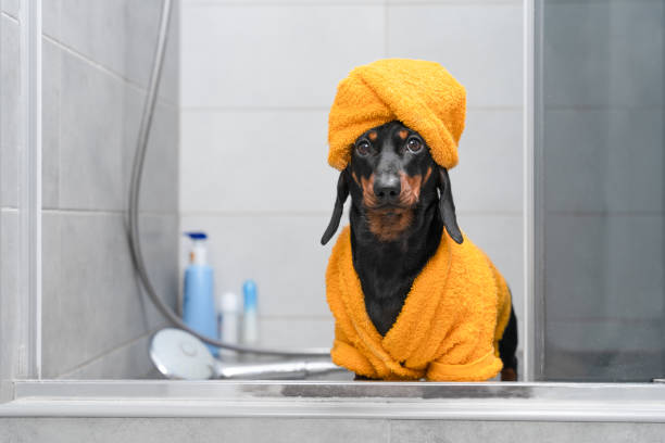 Spring into Freshness: Your Ultimate Guide to Spring Dog Grooming