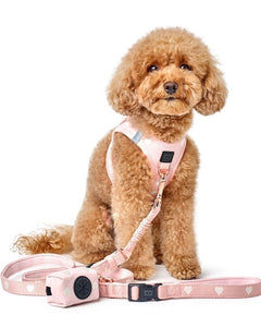 Collection image for: Collars & Leashes