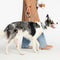 Collars & Leashes