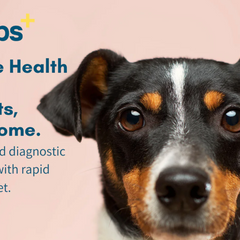 Collection image for: Test Kits