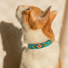 Collection image for: Cat Collars