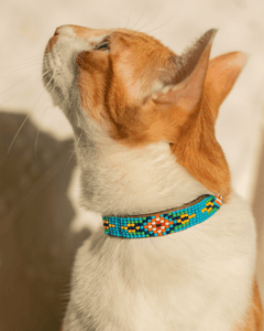 Collection image for: Cat Collars & Leashes