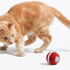 Collection image for: Cat Registry Must-Haves