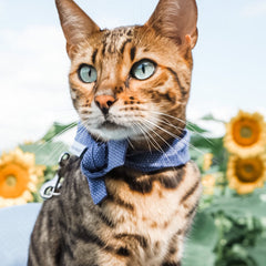 Collection image for: Cat Wellness