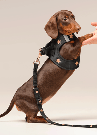 SoHo Dog Harness - Rockstar - Pup List