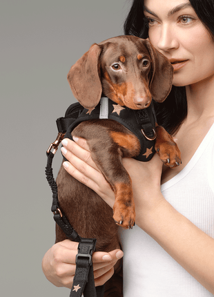 SoHo Dog Harness - Rockstar - Pup List