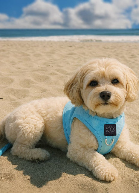 Summer AIR Harness - Ocean