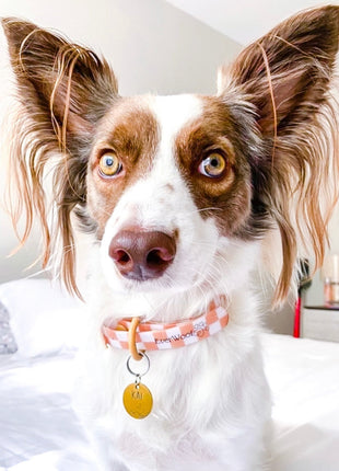 Check Me Out Waterproof Collar