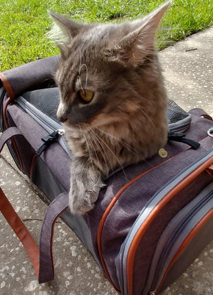 Mr. Peanut's Gold Series Standard Size Airline Compliant Pet Carrier