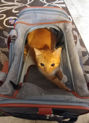 Mr. Peanut's Gold Series Standard Size Airline Compliant Pet Carrier