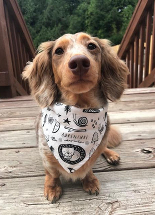 "Adventure" Dog Bandana