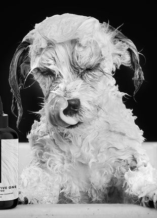 THE SENSITIVE ONE Hypoallergenic Dog & Puppy Shampoo — With Hemp Oil, Aloe & Oatmeal for Sensitive Skin