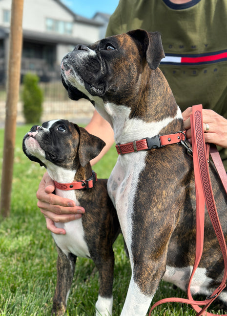 Celtic Sport Leather Collar and Leash Set