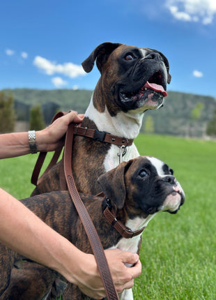 Celtic Sport Chocolate Leather Dog Leash