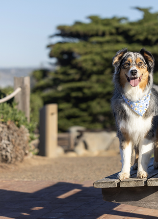 Bees & Daisy Dog Bandana