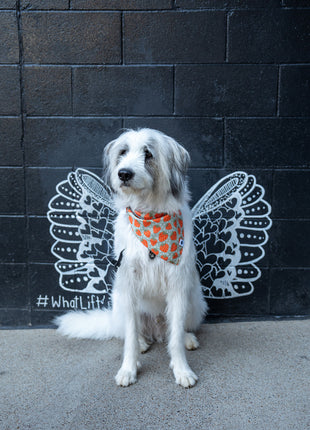 Watermelon & Strawberry Dog Bandana