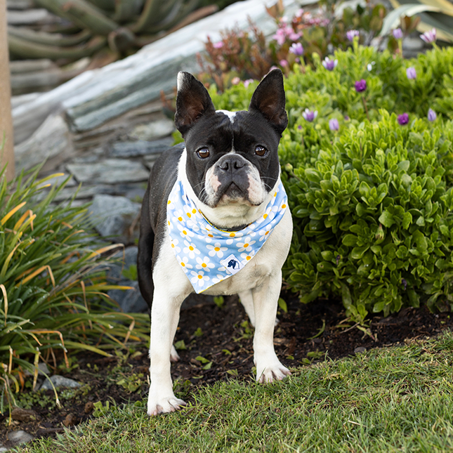 Bees & Daisy Dog Bandana