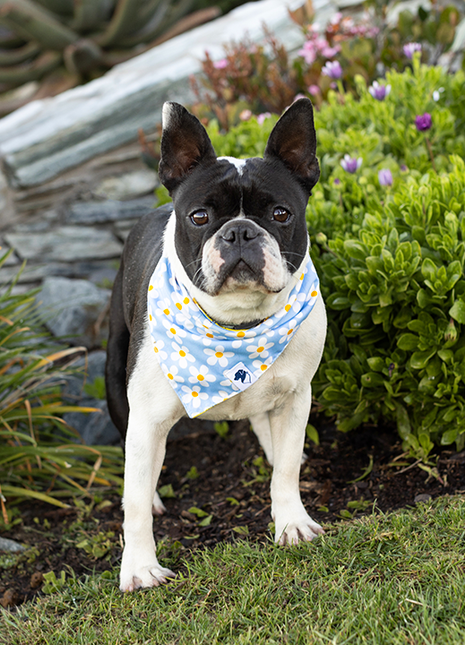 Bees & Daisy Dog Bandana