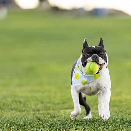 Ball Is Life Dog Bandana