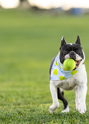 Ball Is Life Dog Bandana