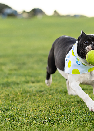 Ball Is Life Dog Bandana